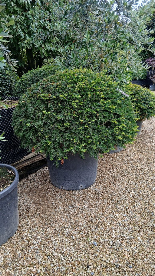 Taxus baccata