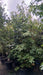 Liquidambar styraciflua (Sweetgum)