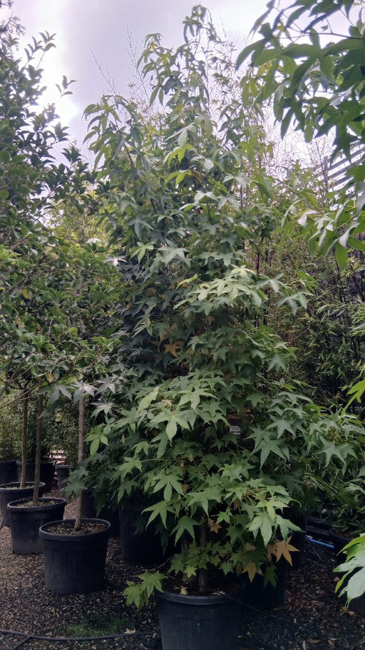 Liquidambar styraciflua (Sweetgum)