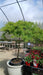 Acer palmatum 'Dissectum Viridis'