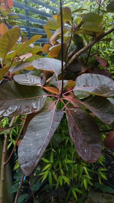 Cotinus coggygria (Smoke Bush)