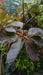 Cotinus coggygria (Smoke Bush)