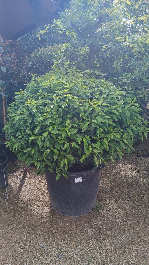 Prunus l. 'Angustifolia'