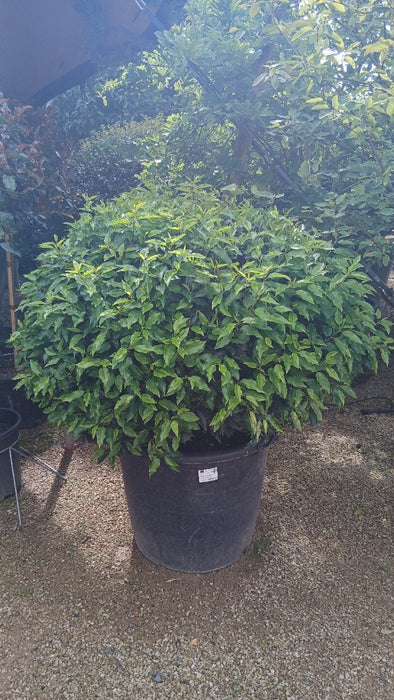 Prunus lusitanica 'Angustifolia' (Portugal Laurel)