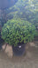 Prunus lusitanica 'Angustifolia' (Portugal Laurel)