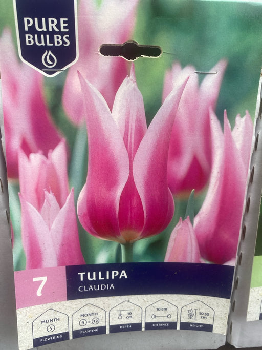 Tulipa 'Claudia'
