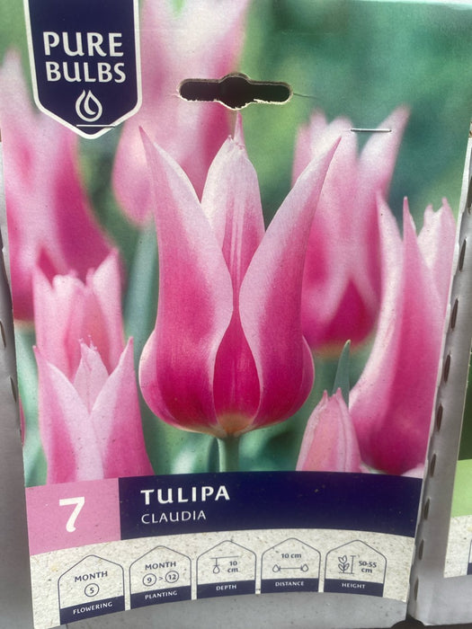 Tulipa 'Claudia'
