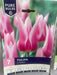 Tulipa 'Claudia'