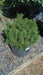 Pinus mugo 'Pumilio' (Dwarf Mountain Pine)