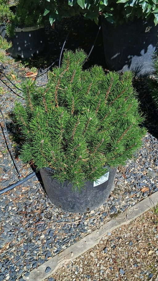 Pinus mugo 'Pumilio' (Dwarf Mountain Pine)