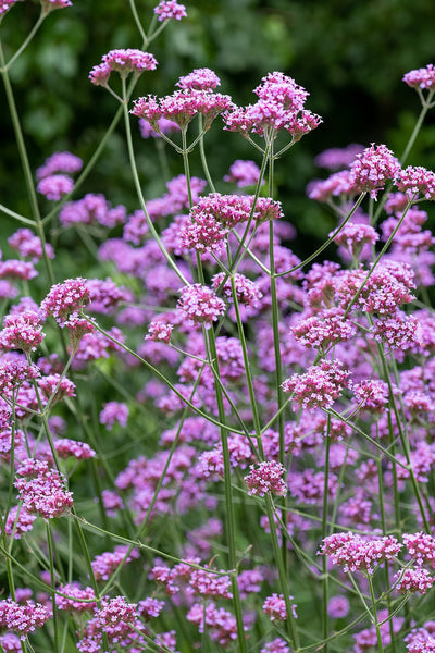 Verbena bonariensis