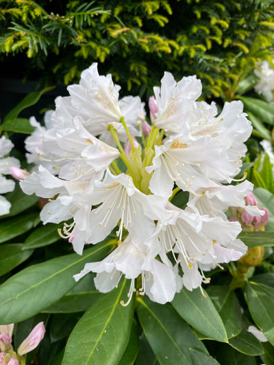 Rhododendron 'Cunningham's White'