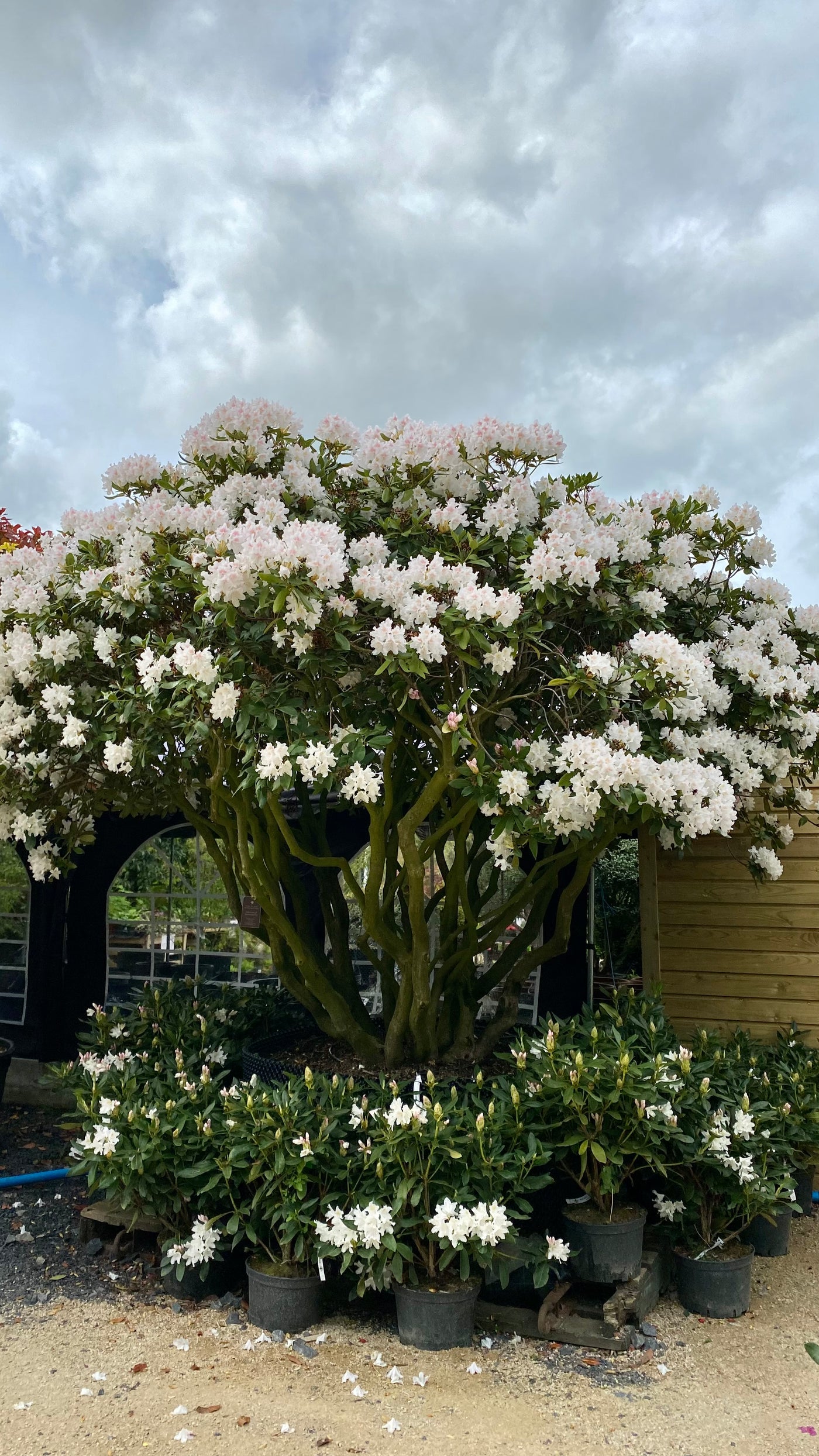 Rhododendron 'Cunningham's White'