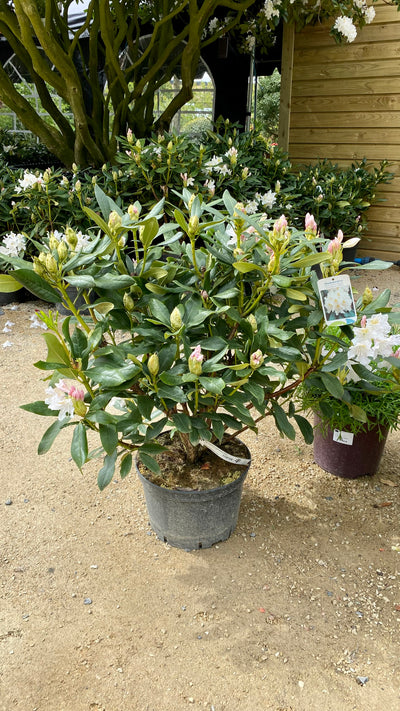 Rhododendron 'Cunningham's White'