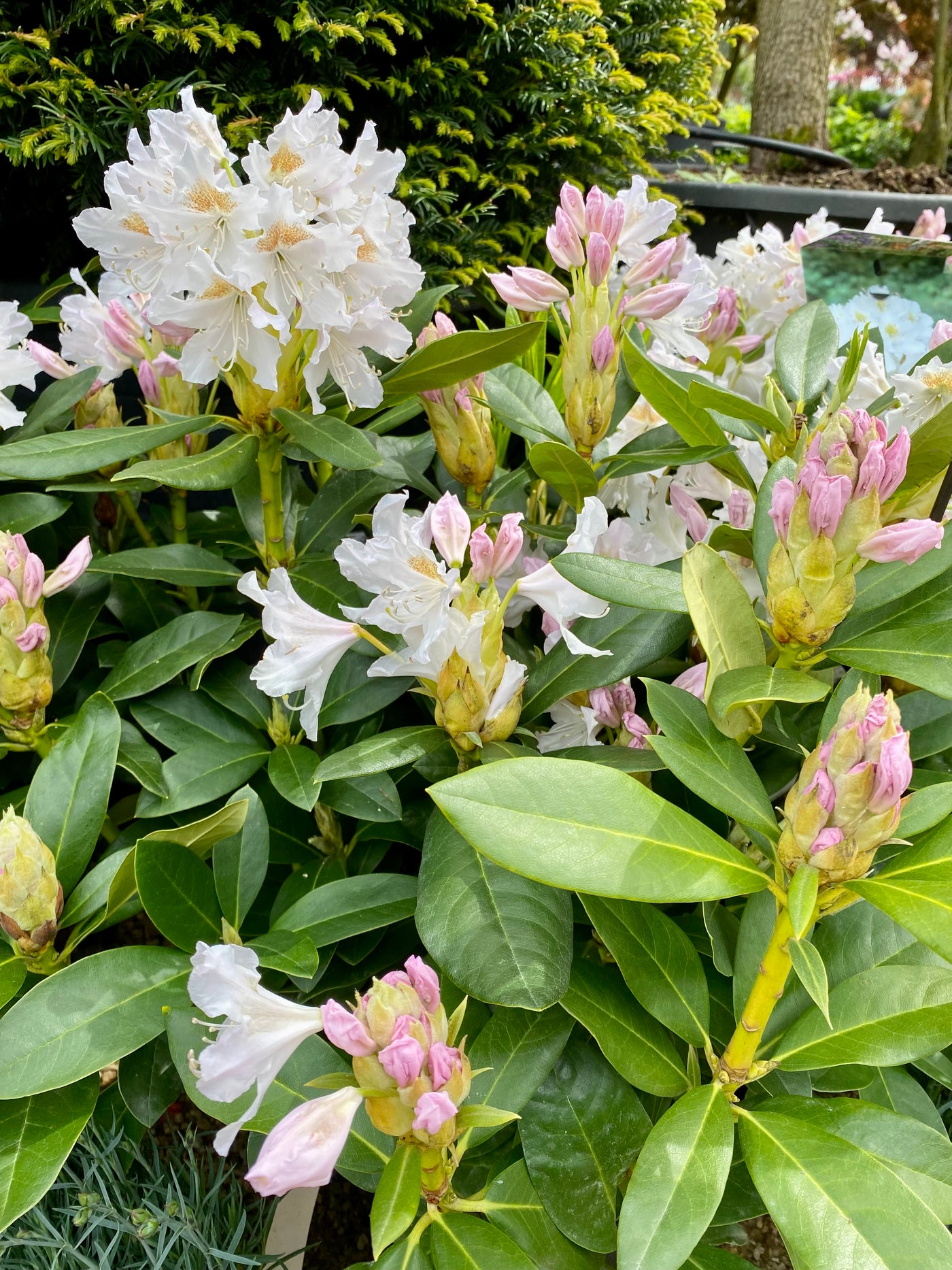 Rhododendron 'Cunningham's White'