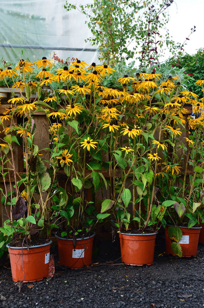 Rudbeckia f. 'Goldschirm'