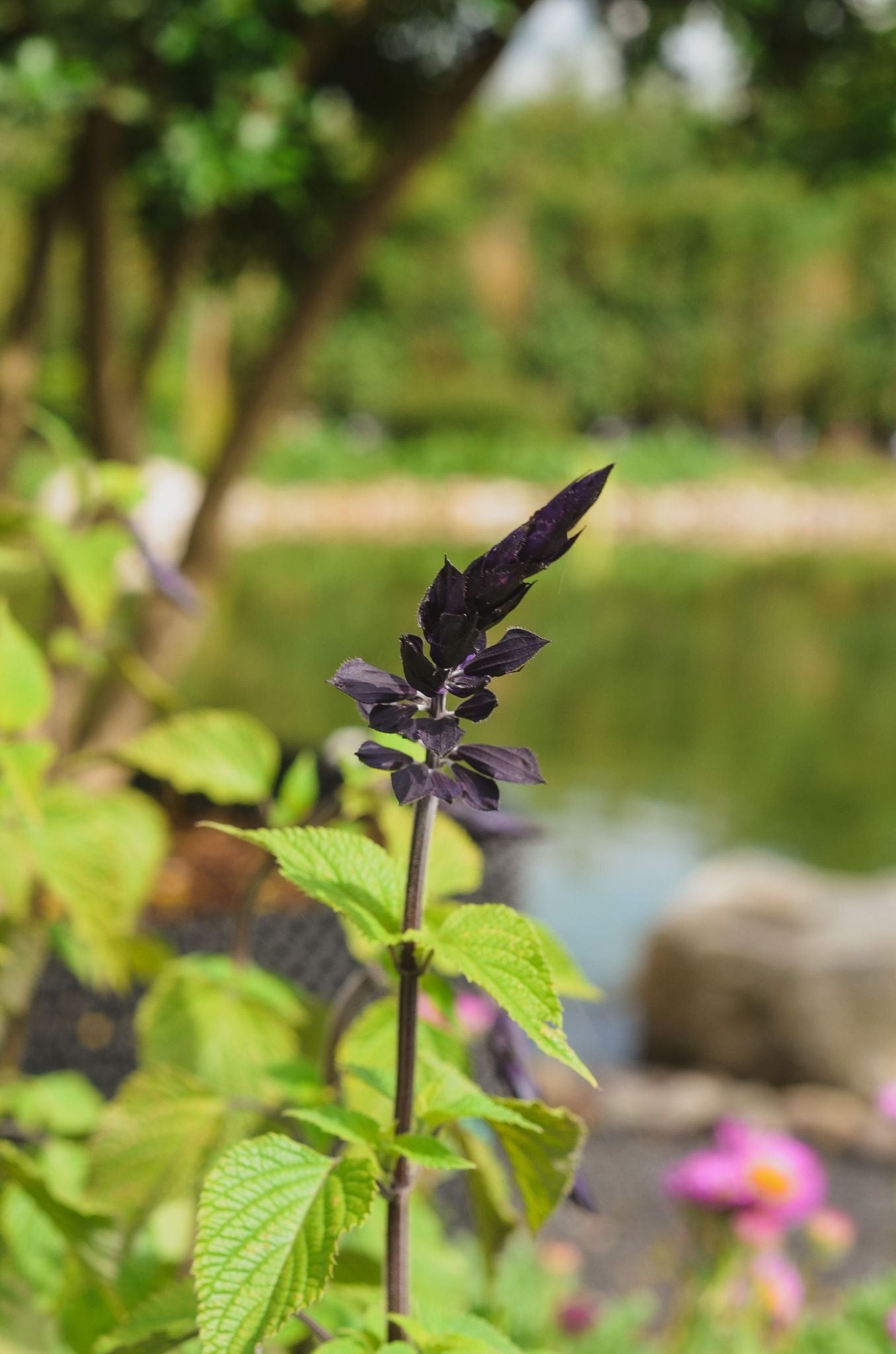 Salvia 'Amistad'