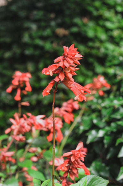 Salvia 'Ember's Wish'