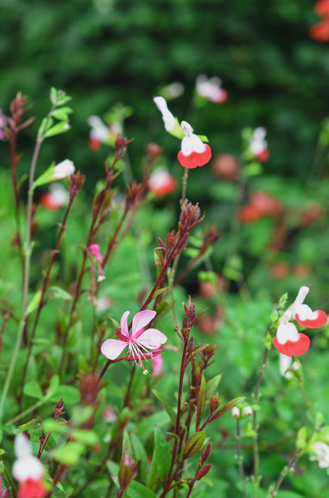 Salvia microphylla 'Hot Lips'