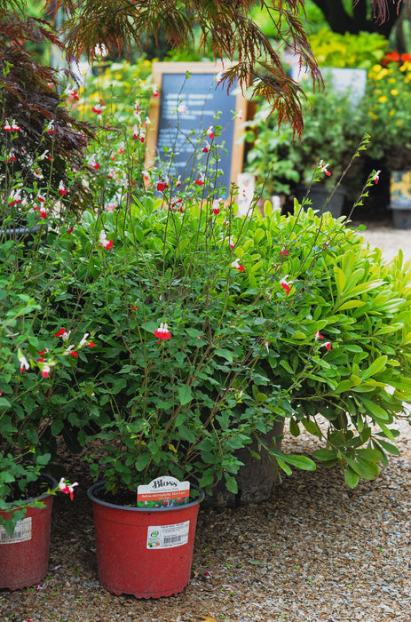 Salvia microphylla 'Hot Lips'