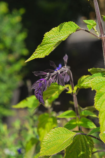 Salvia 'Amistad'