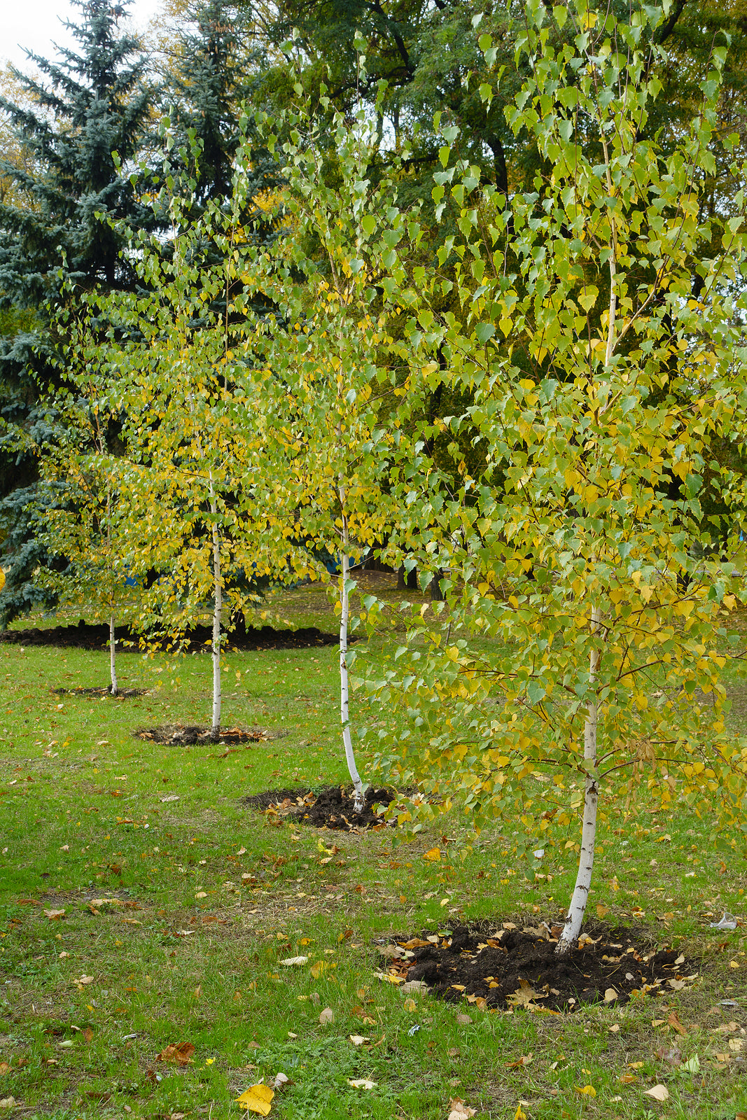 Betula pendula single stem - Silver Birch tree