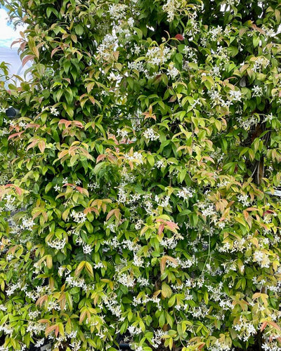 Trachelospermum jasminoides - Star Jasmine