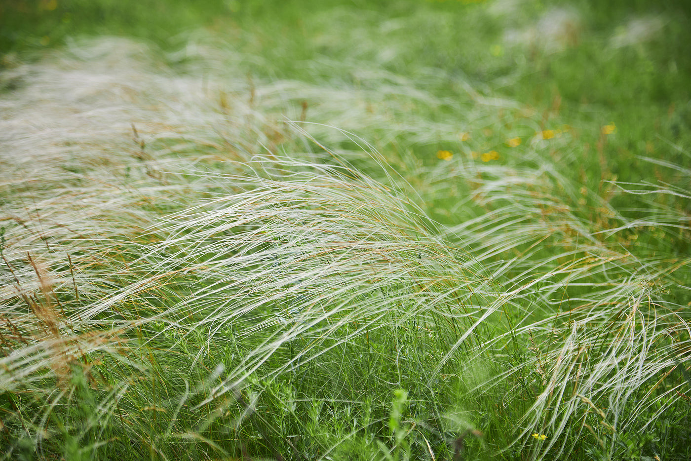 Stipa tenuissima 'Ponytails'