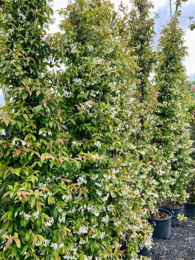 Trachelospermum jasminoides - Star Jasmine