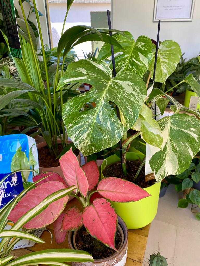 Monstera deliciosa 'Albovariegata' - Variegated Swiss cheese plant