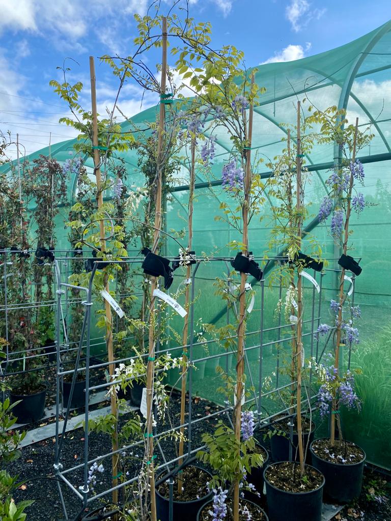 Wisteria floribunda 'Alba' - Japanese wisteria