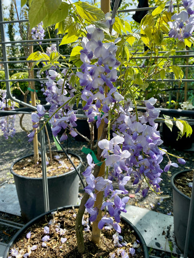 Wisteria floribunda - Japanese wisteria