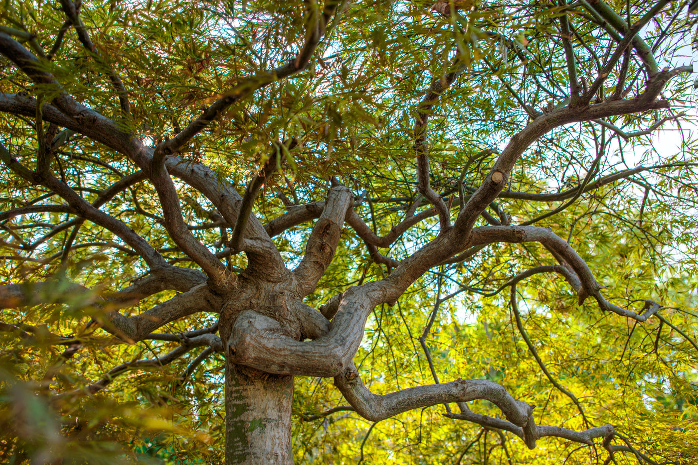 Acer palmatum 'Garnet' - Japanese Maple Tree
