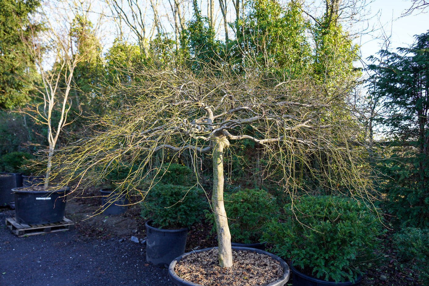 Acer palmatum 'Garnet' - Japanese Maple Tree