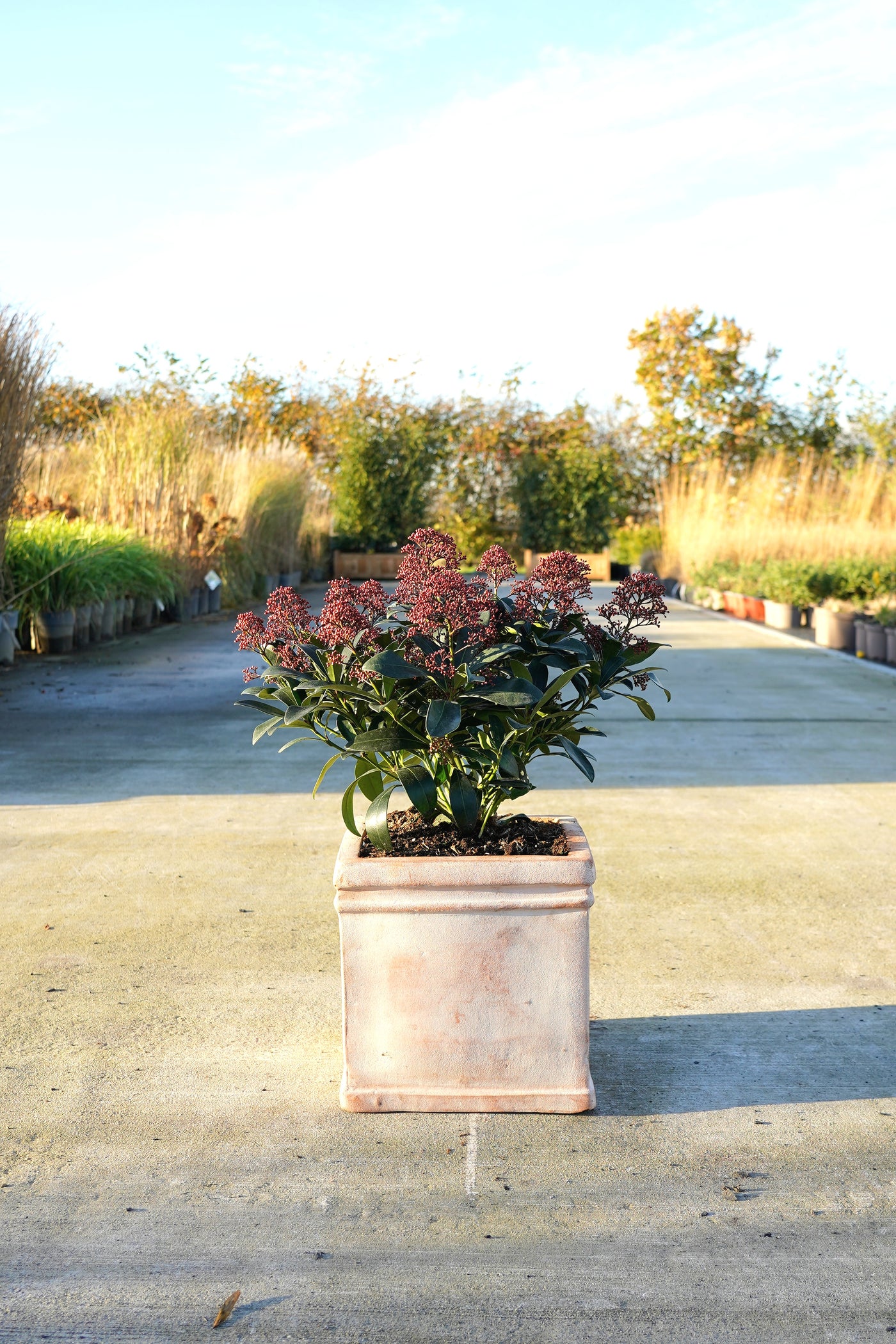 Skimmia Japonica 'Rubella'