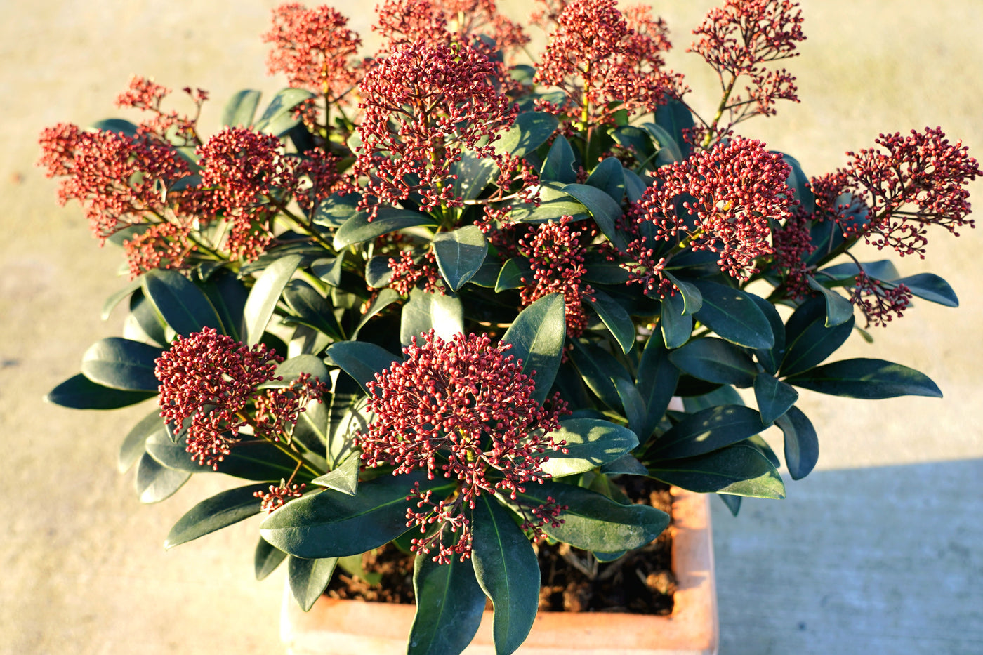 Skimmia Japonica 'Rubella'