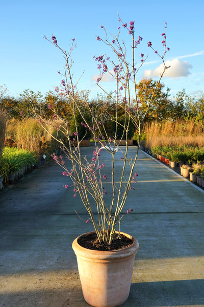 Callicarpa bodinieri 'Profusion' - Beautyberry