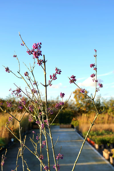 Callicarpa bodinieri 'Profusion' - Beautyberry