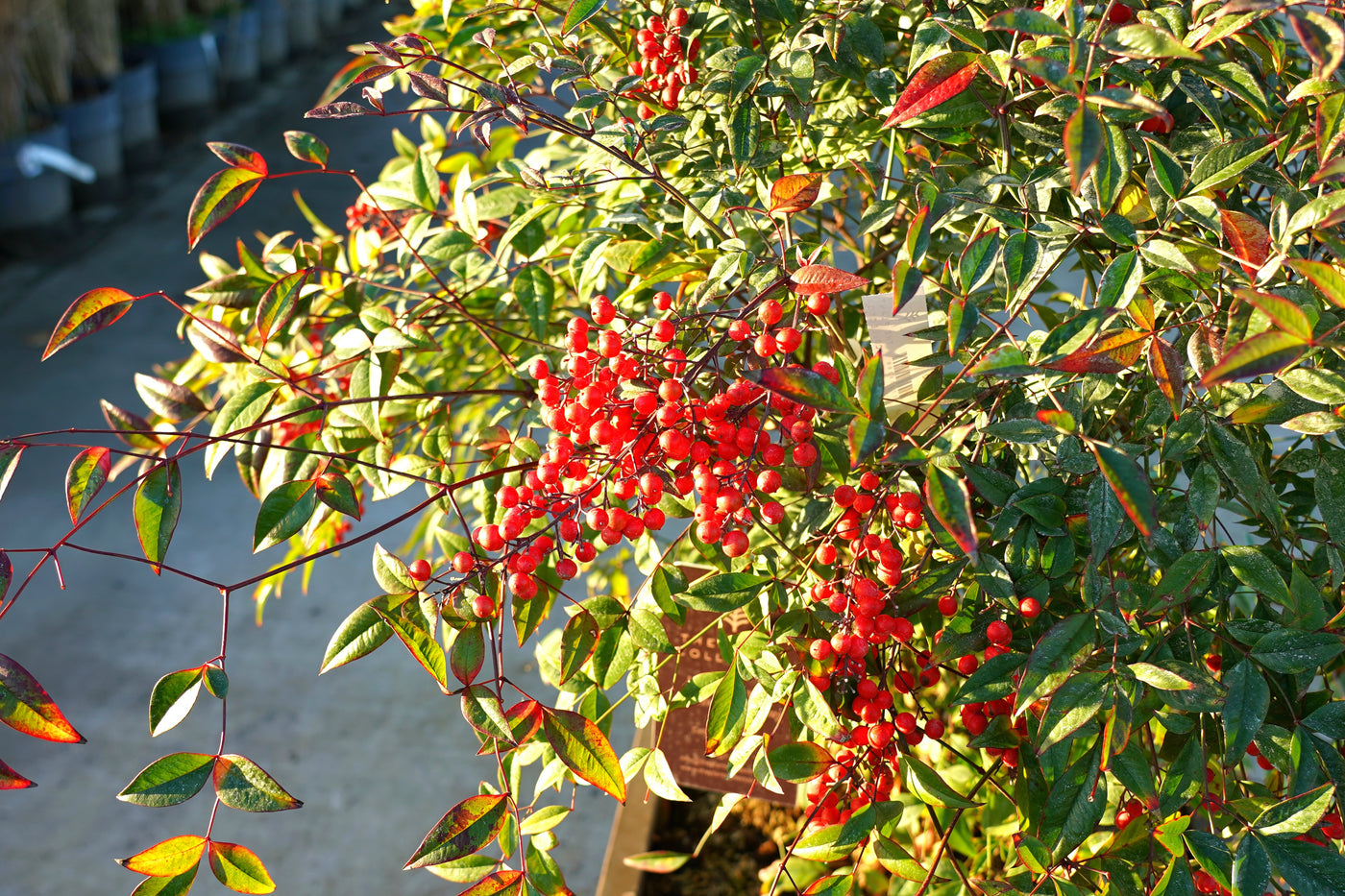 Nandina domestica - Sacred bamboo