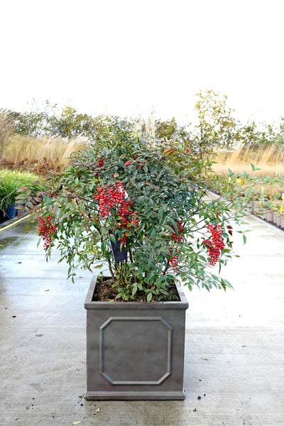 Nandina domestica - Sacred bamboo