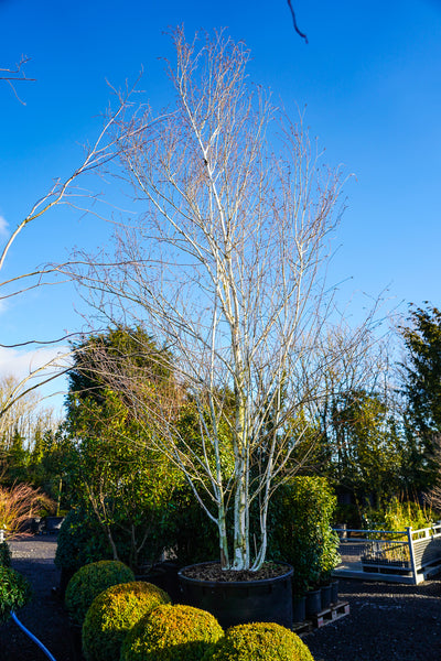 Betula utilis jacquemontii - Himalayan Birch tree