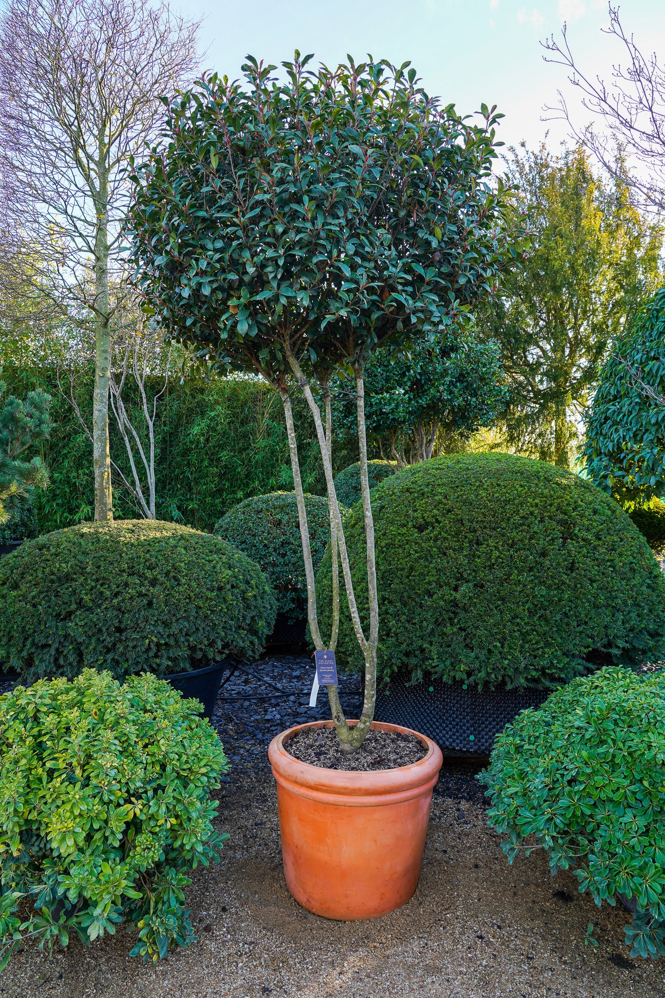 Photinia fraseri 'Robusta compacta' - Red Robin tree