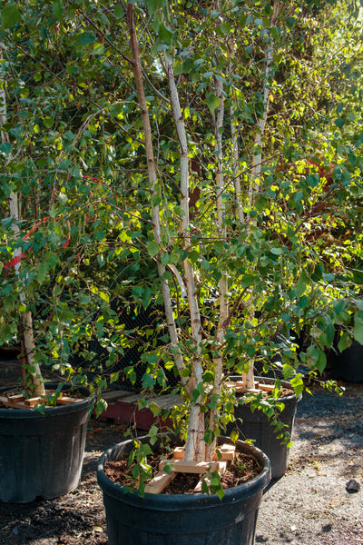 Betula pendula multistem - Silver Birch tree