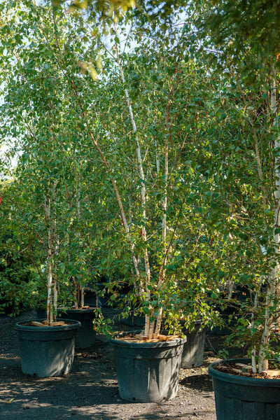 Betula pendula multistem - Silver Birch tree