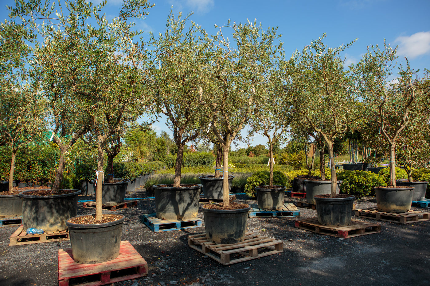 Olea europaea - Olive tree