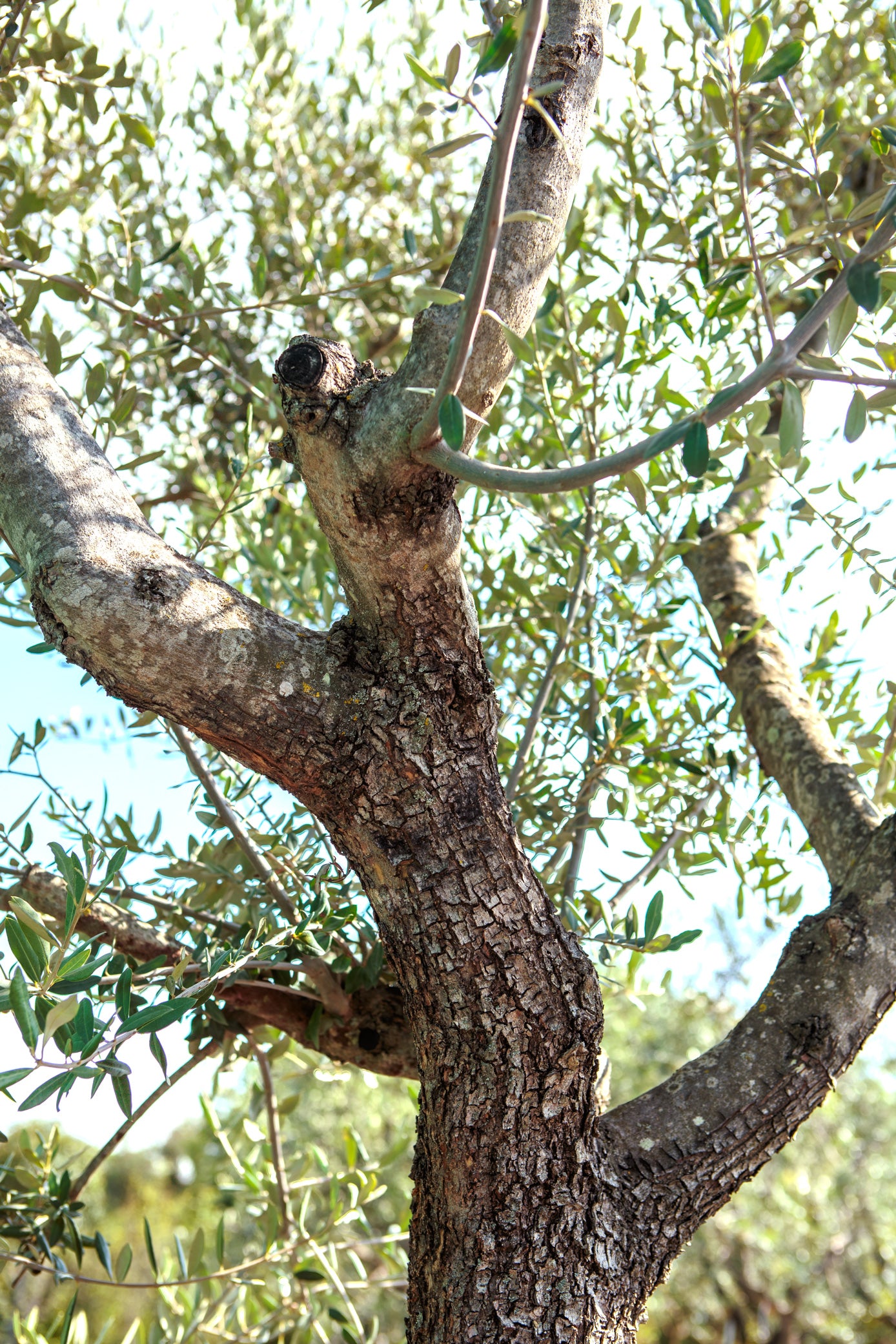 Olea europaea - Olive tree