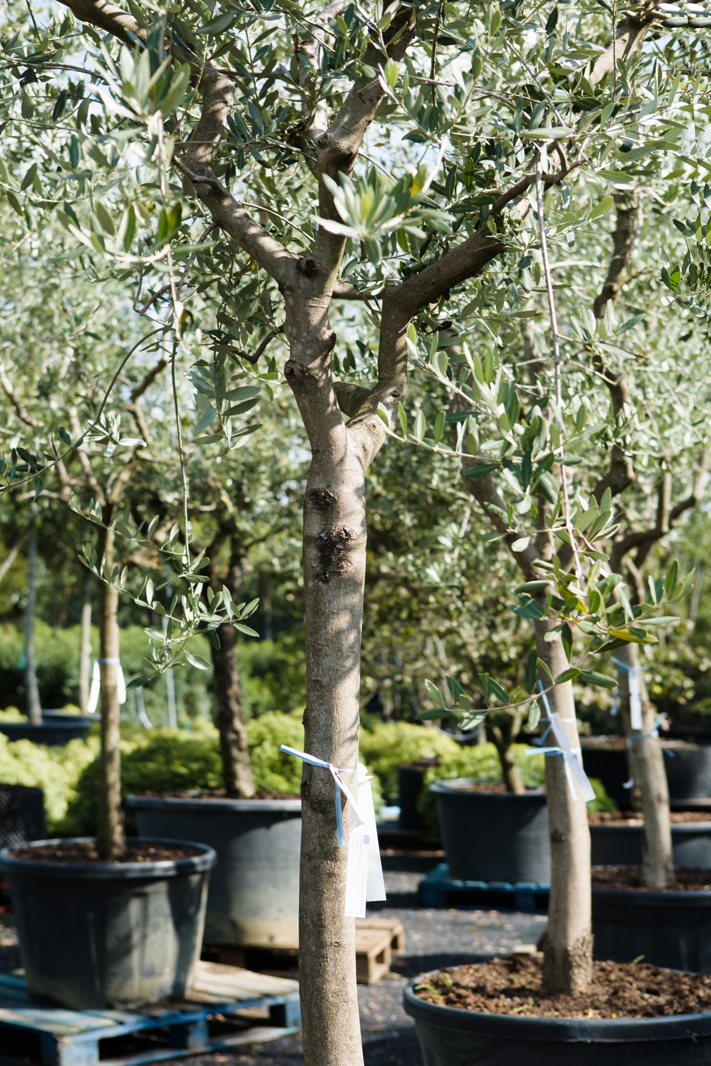 Olea europaea - Olive tree