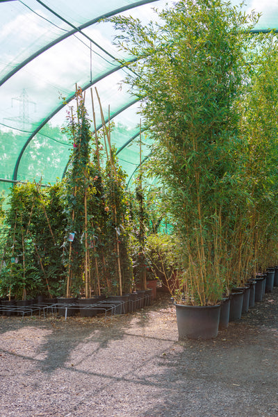 Phyllostachys aurea - Golden Bamboo