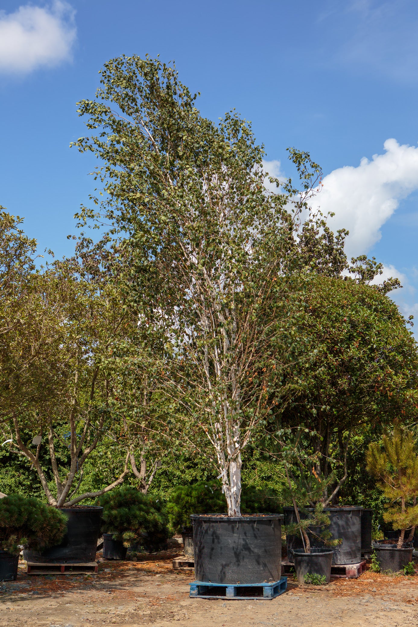Betula utilis jacquemontii - Himalayan Birch tree