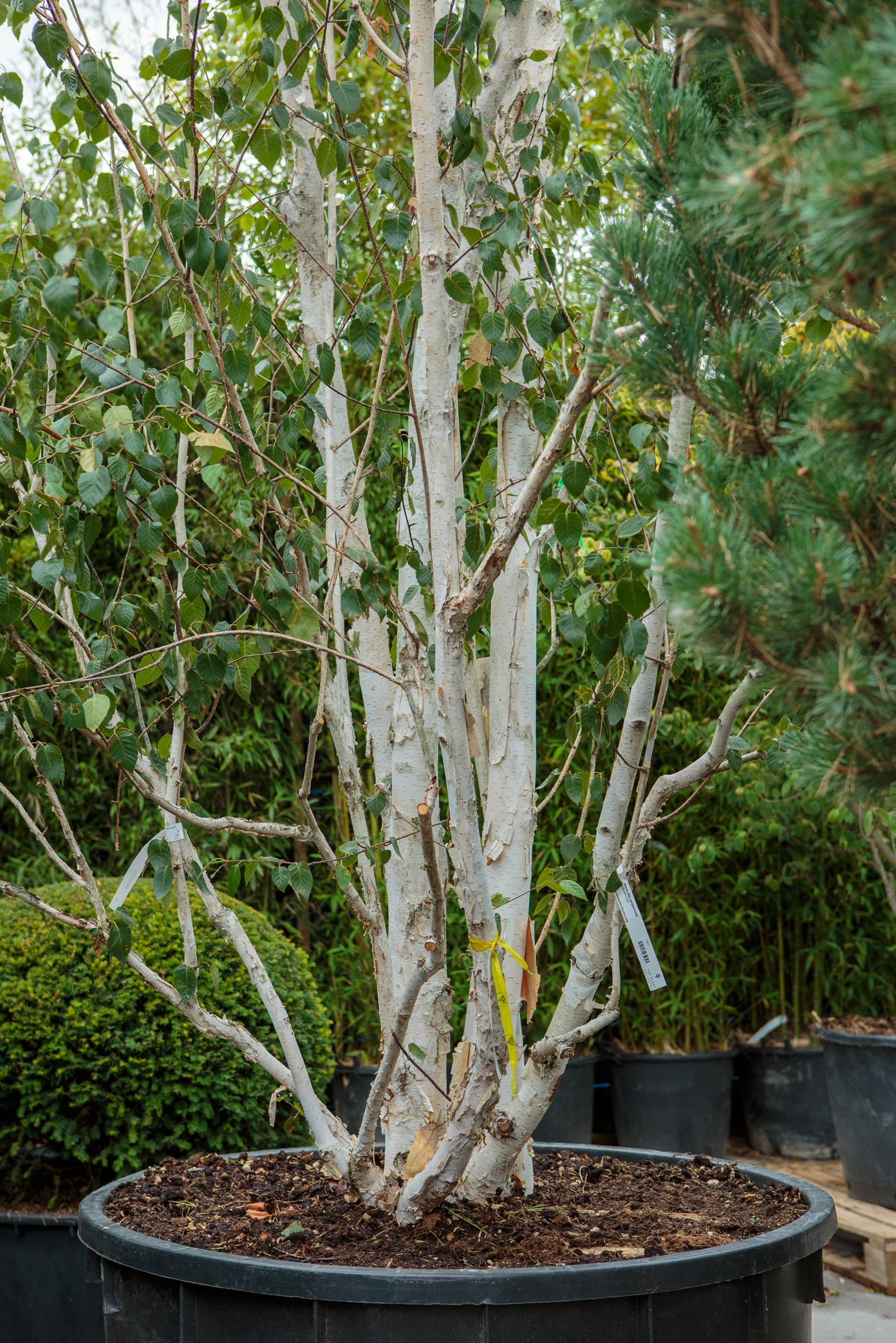 Betula utilis jacquemontii - Himalayan Birch tree